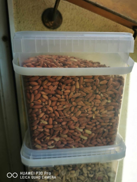 3kg Nüsse Erdnüsse light skin mit roter Schale in eckigen Eimer halbe ganze Vogelfutter Sommer Winter Energie